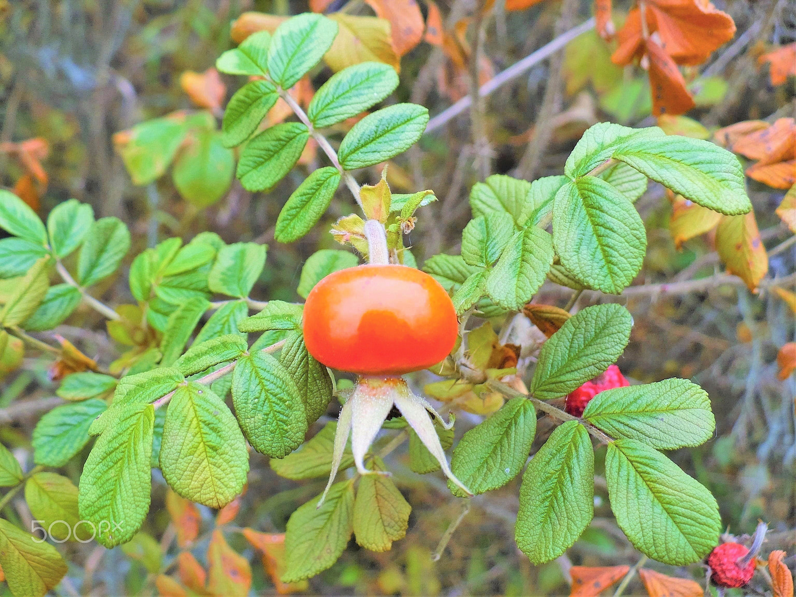 Panasonic DMC-LZ7 sample photo. Dog-rose. Шиповник. photography