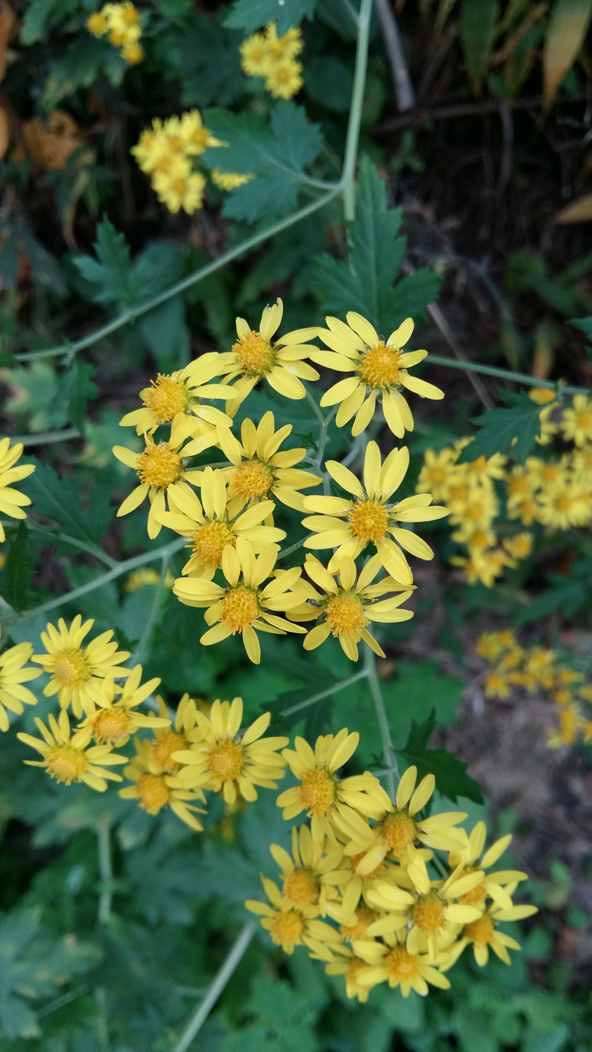 Samsung Galaxy Grand-Max sample photo
