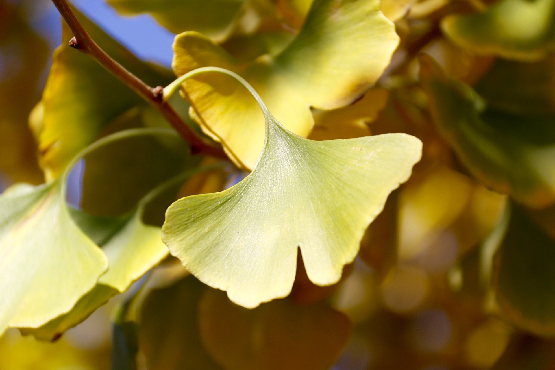 Canon EOS 70D + Canon EF-S 18-200mm F3.5-5.6 IS sample photo. Gingko leaves in early fall photography