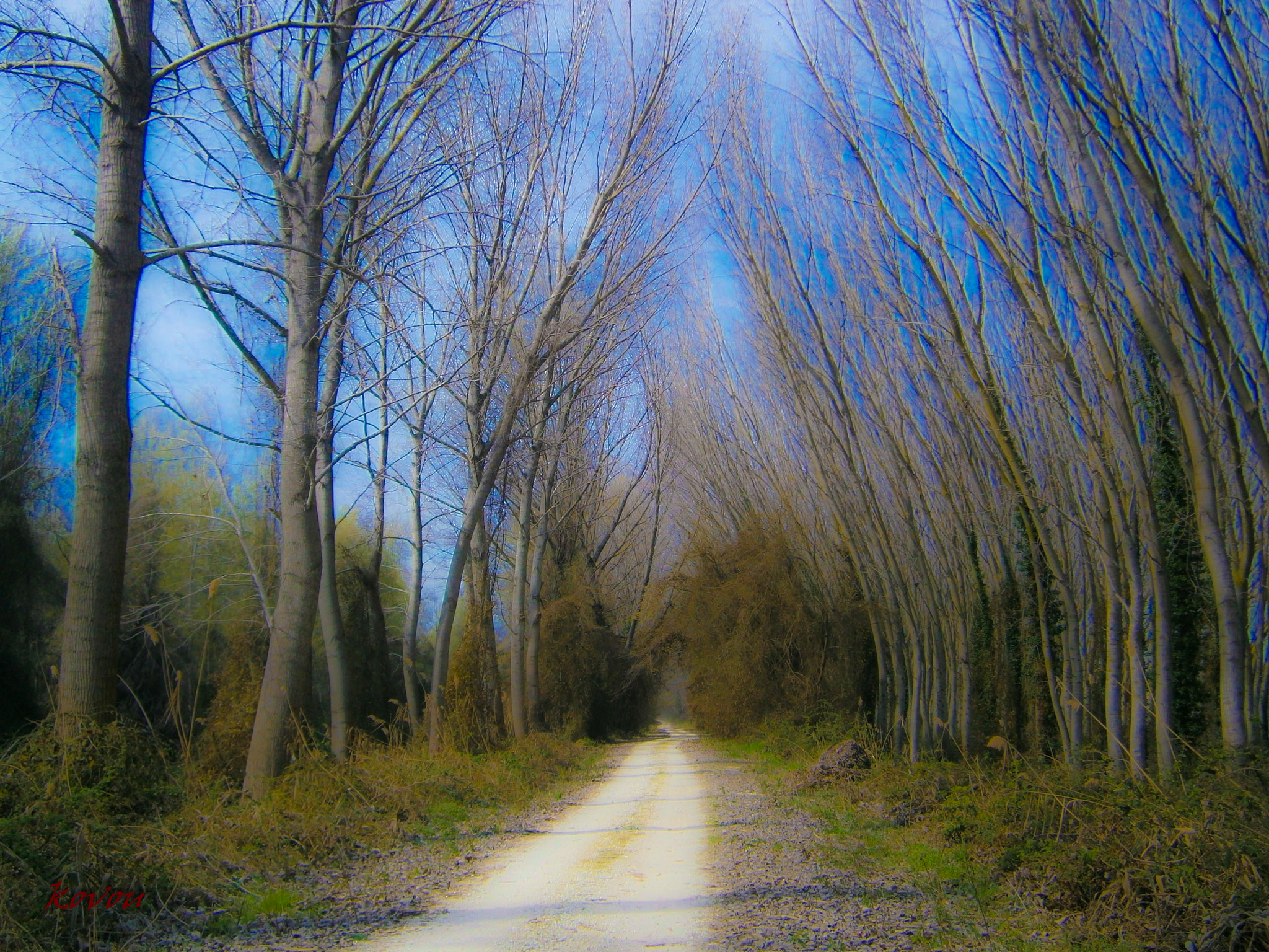 Olympus VG130,D710 sample photo. Autumn in forest photography