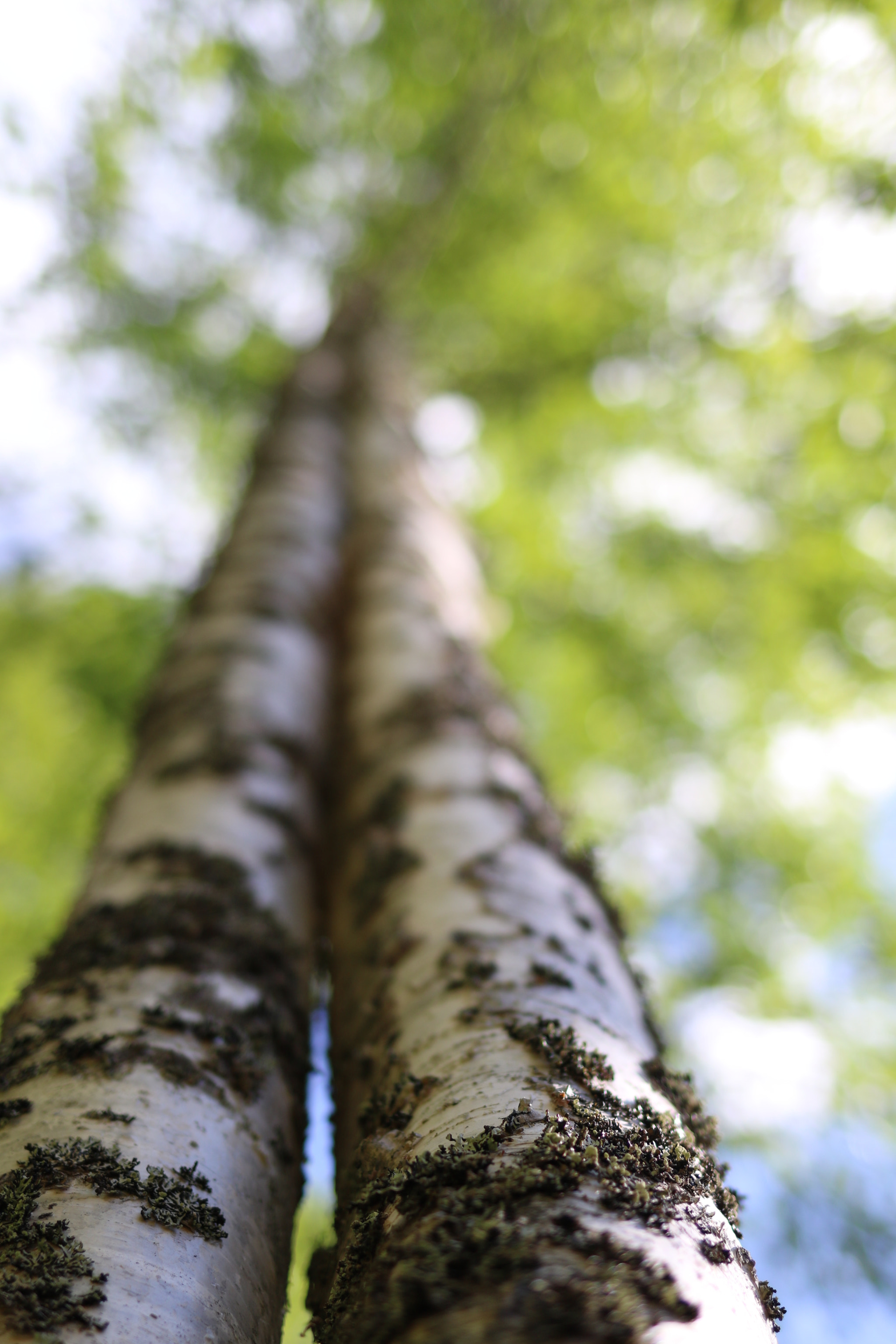Canon EF 35mm F2 IS USM sample photo. Bäume gen himmel photography