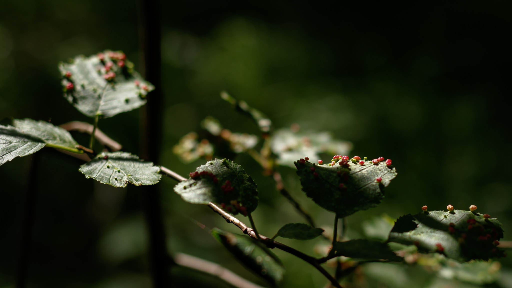 Canon EF 35mm F2 IS USM sample photo. Blätter mit anhang photography