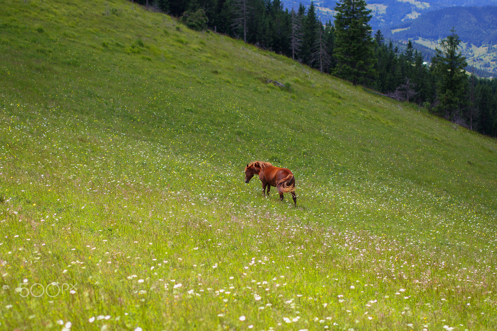 Tamron SP 45mm F1.8 Di VC USD sample photo. Meadow photography