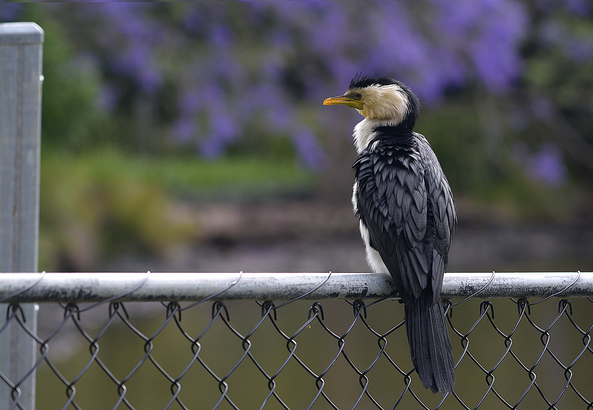 Nikon AF-S Nikkor 70-200mm F4G ED VR sample photo. University of queensland campus photography