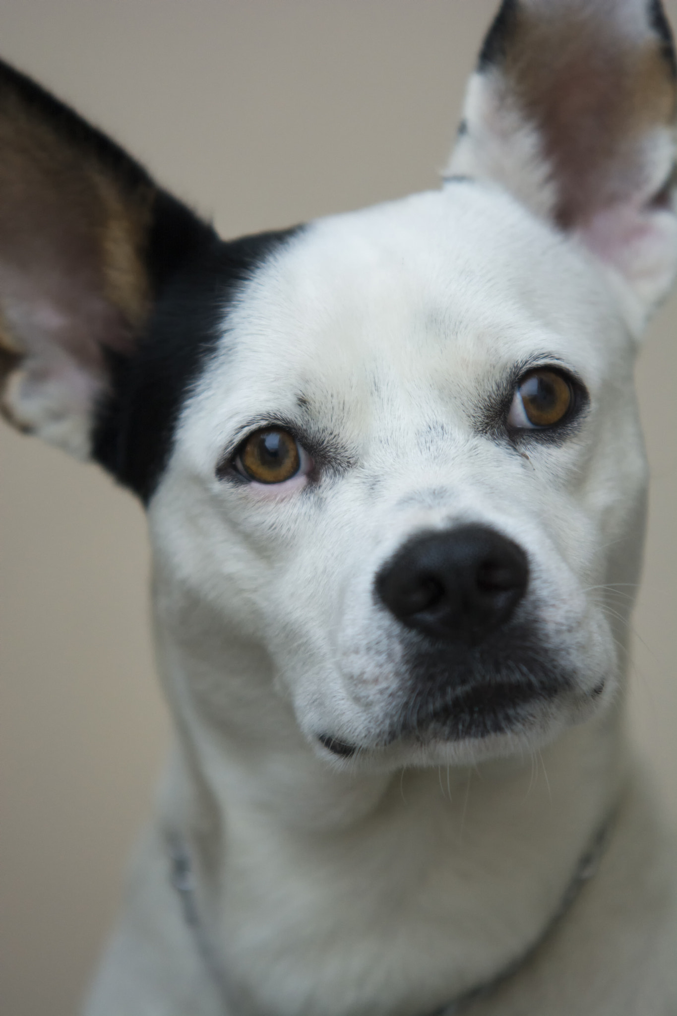 Sigma 70-200mm F2.8 EX DG OS HSM sample photo. Nino, my dog photography
