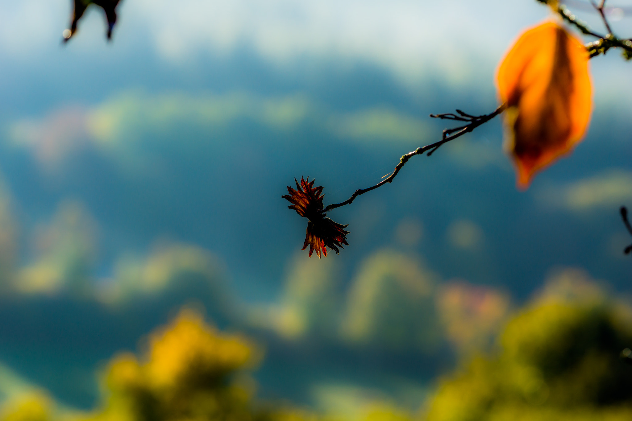 90mm F2.8 Macro G OSS sample photo. Hazelnut photography