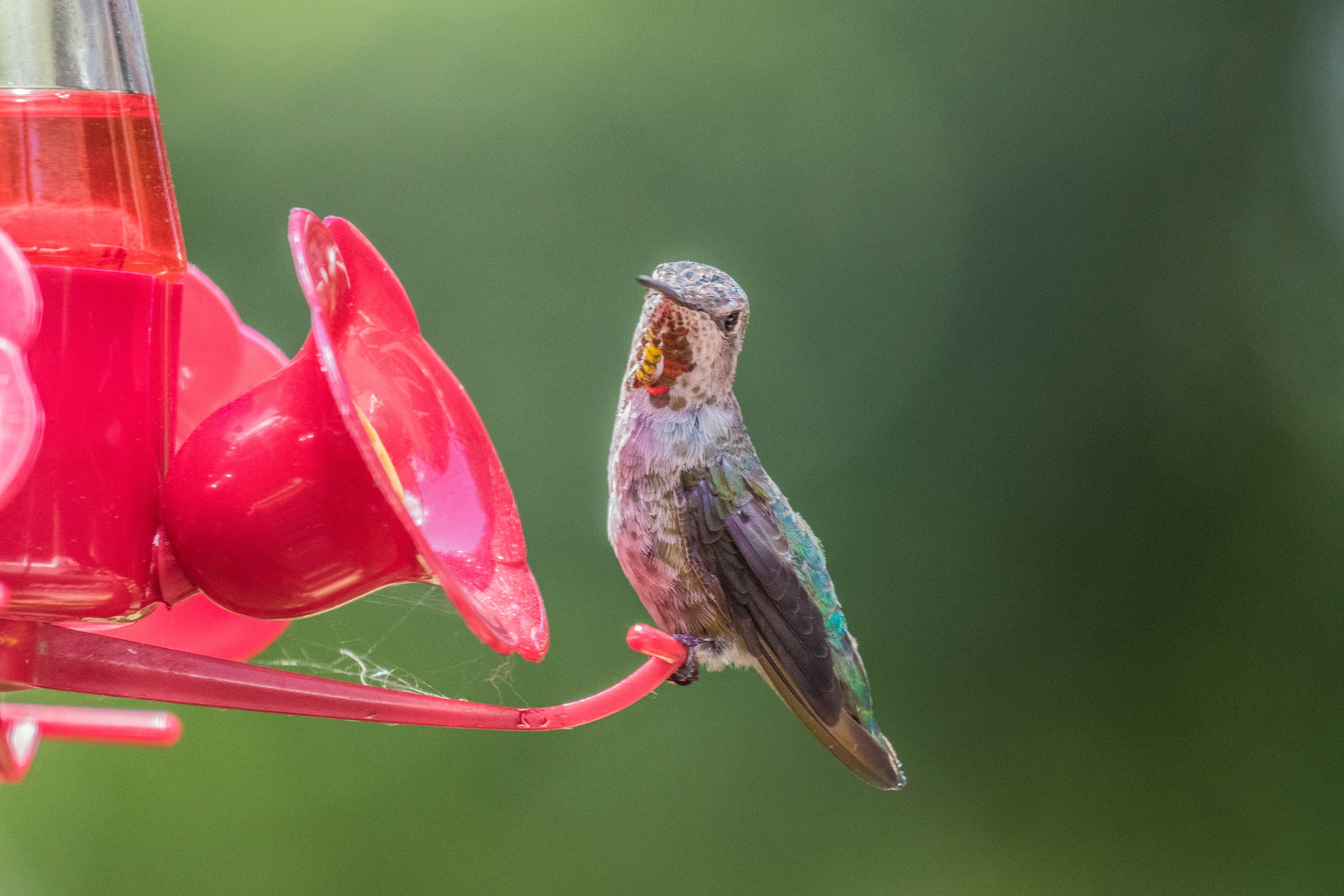 Nikon AF-S Nikkor 200-500mm F5.6E ED VR sample photo. Hummingbird :) photography