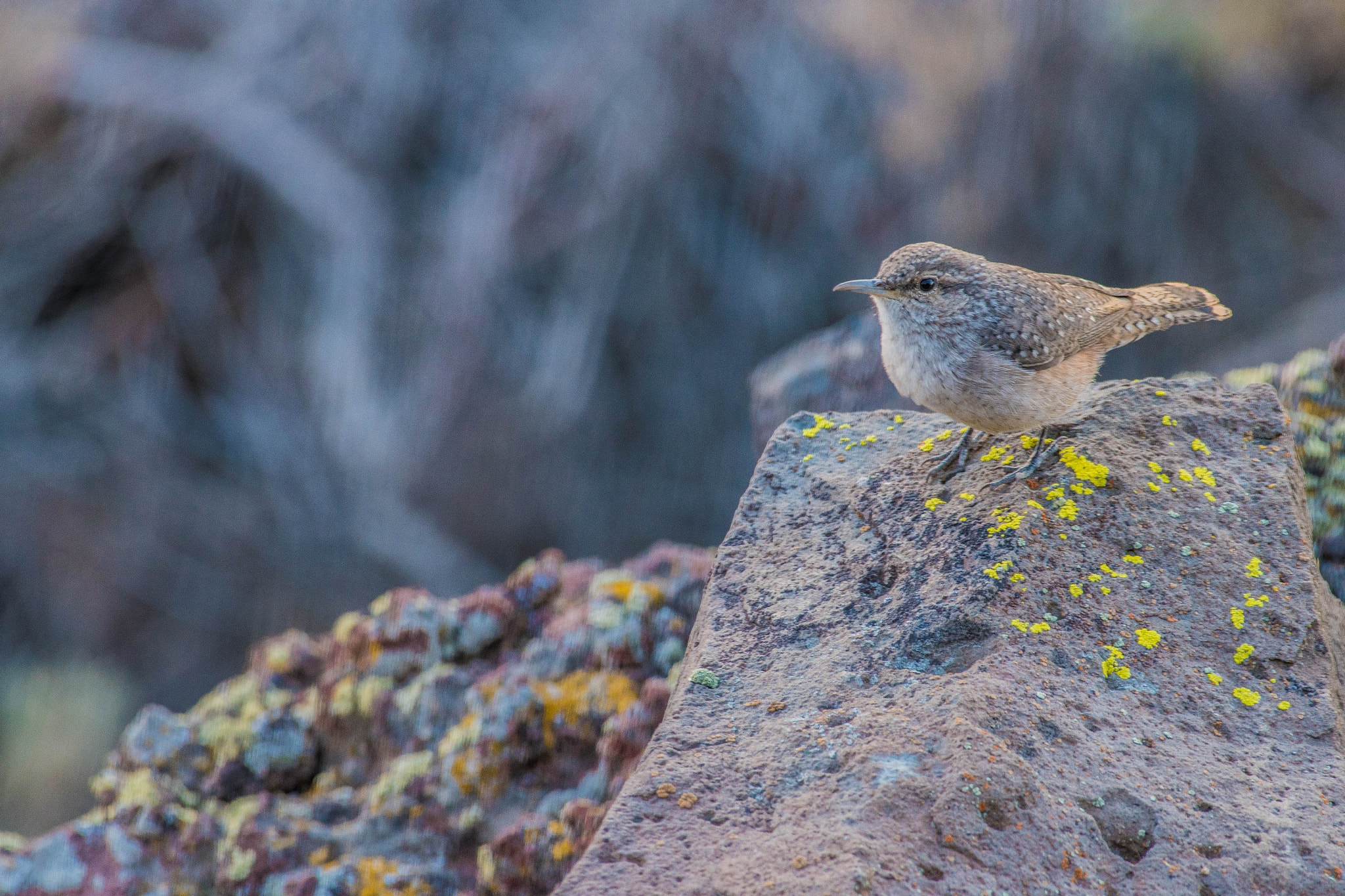 Nikon AF-S Nikkor 200-500mm F5.6E ED VR sample photo. There is plenty of life in the desert, just gotta know where to look:) photography