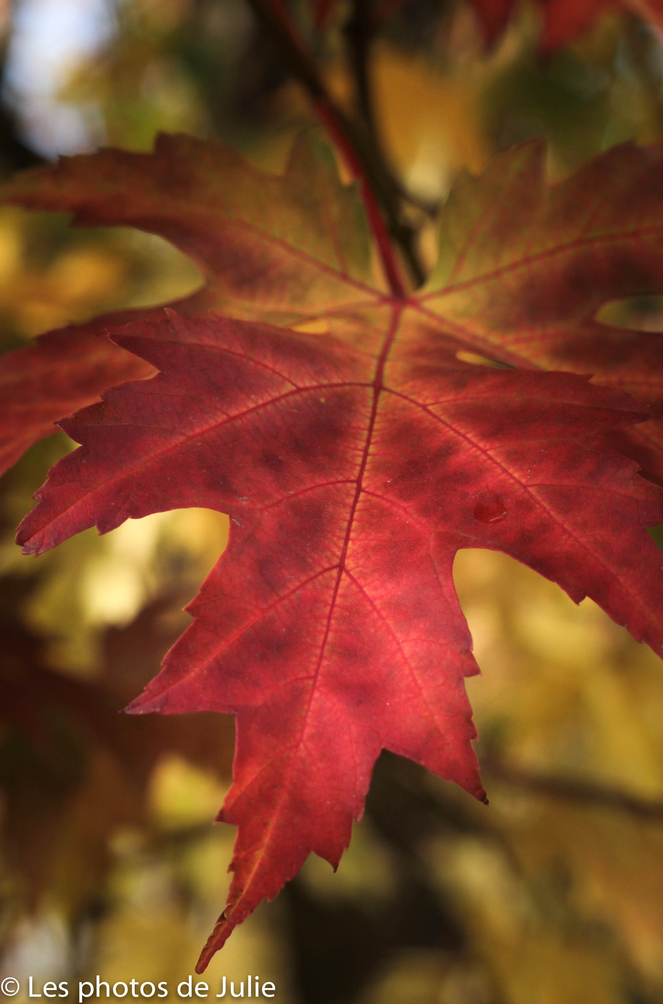 Canon EOS 7D + Canon EF 50mm f/1.8 sample photo. L'automne est là photography