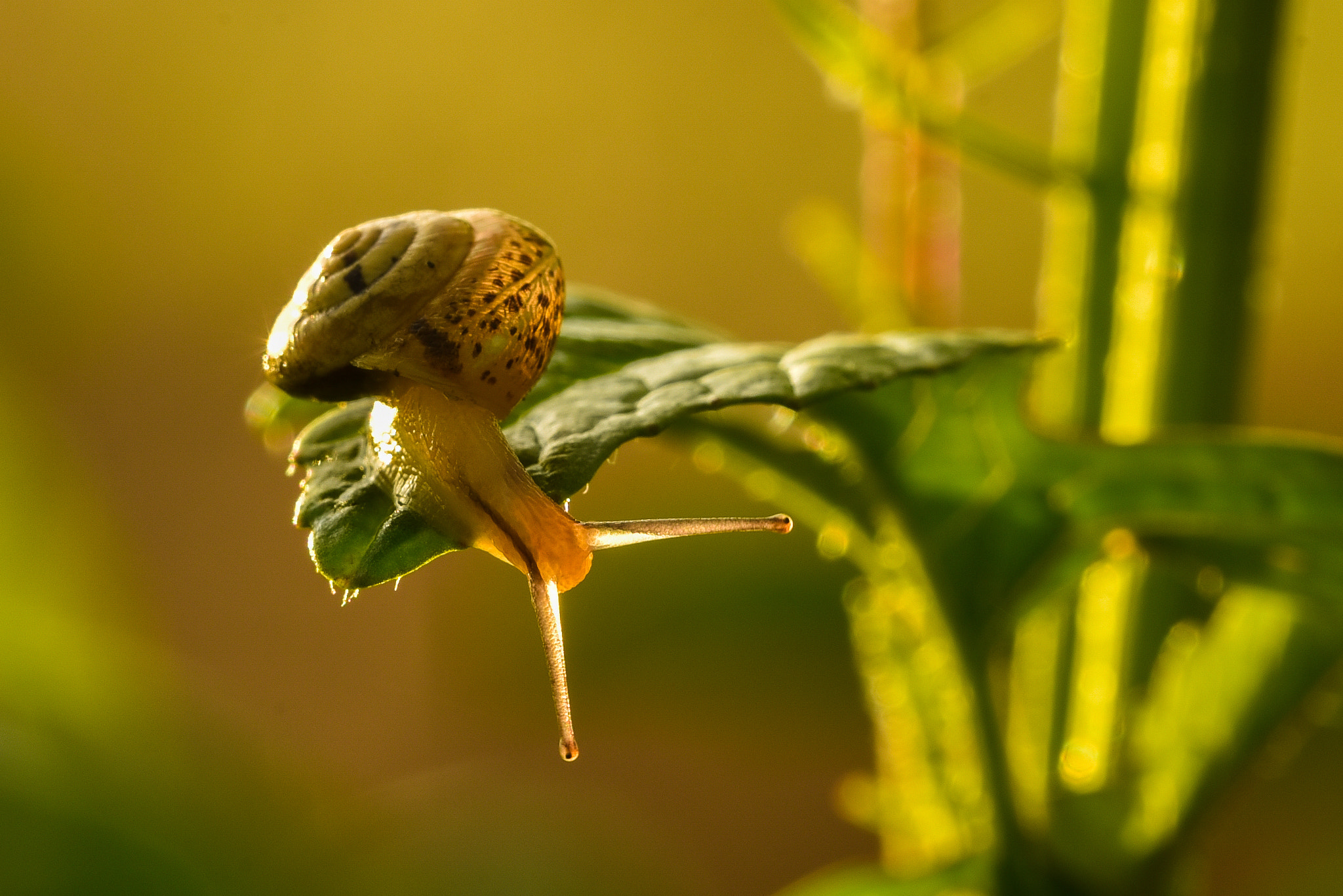 Sigma 150mm F2.8 EX DG OS Macro HSM sample photo. Snail on dangerous cliff photography