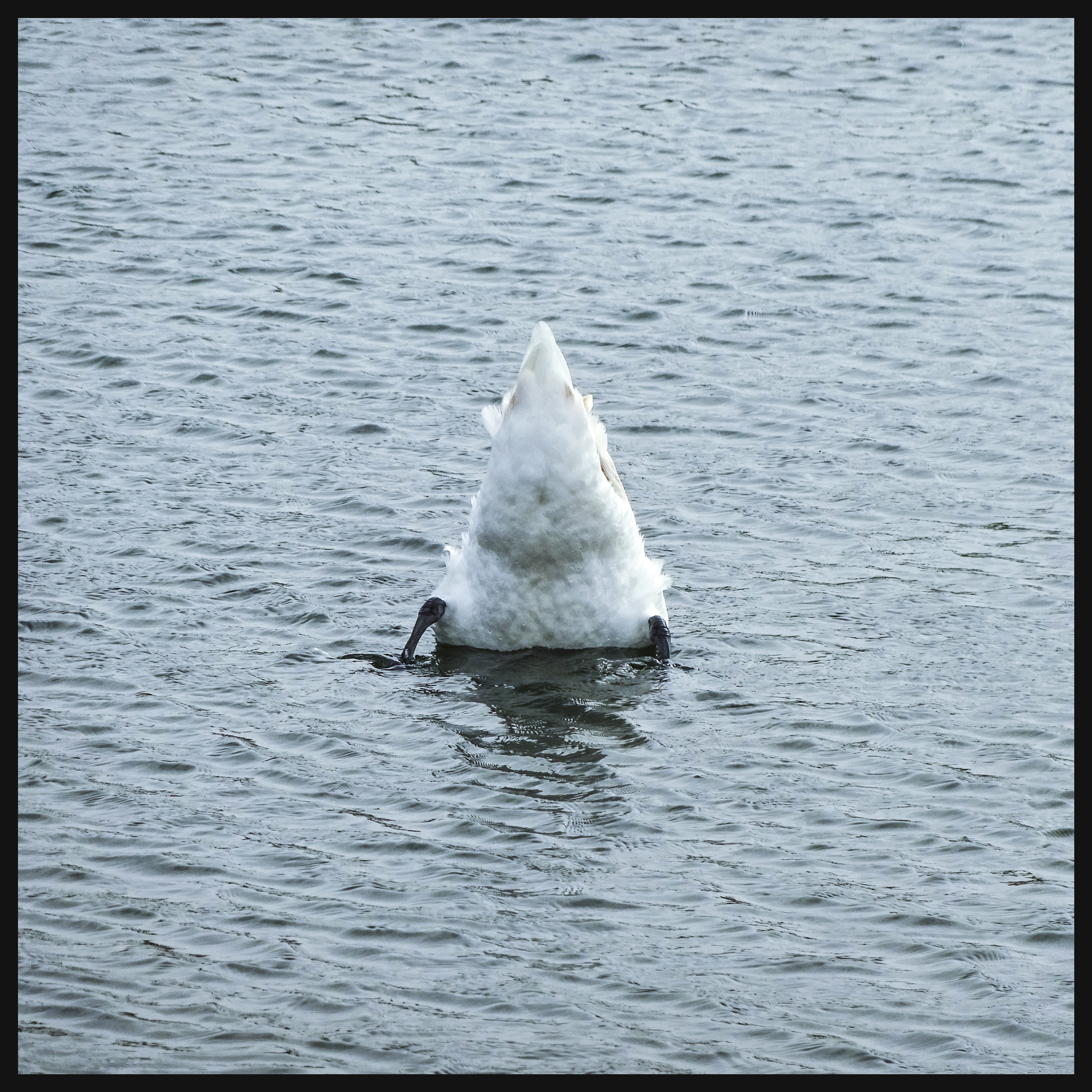 Sony Cyber-shot DSC-WX220 sample photo. Birds are up photography