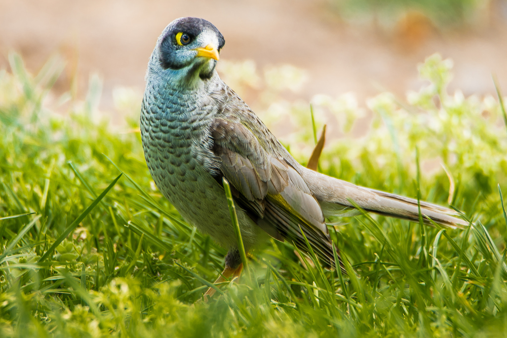 Tamron SP 150-600mm F5-6.3 Di VC USD sample photo