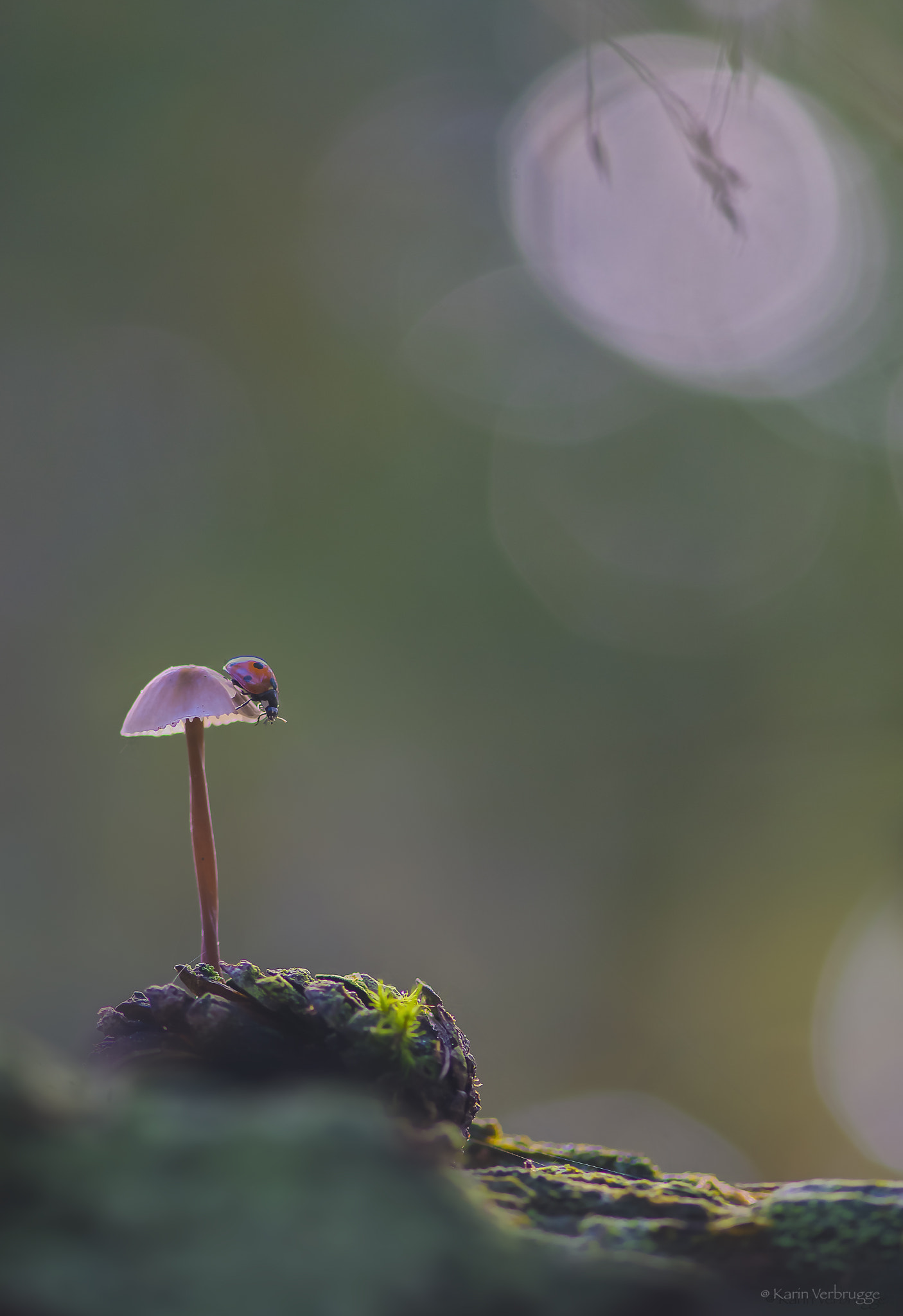 Nikon AF-S Micro-Nikkor 105mm F2.8G IF-ED VR sample photo. The big step photography
