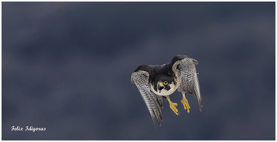 Canon EF 300mm F2.8L IS II USM sample photo. Al ataque photography