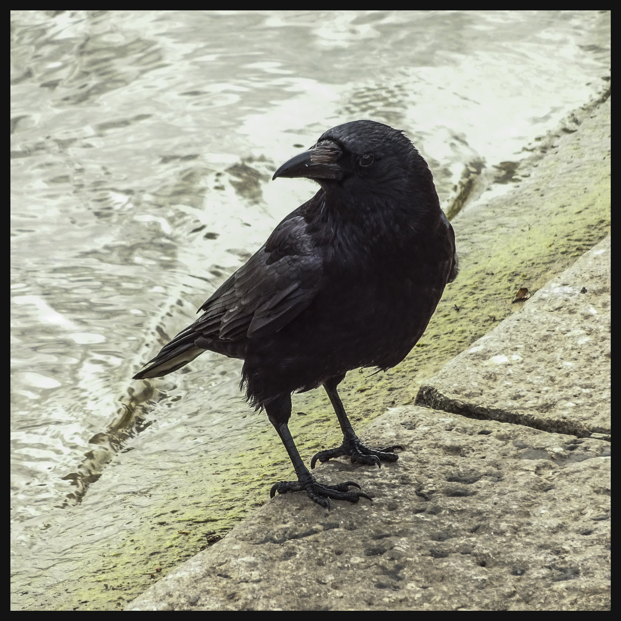 Sony Cyber-shot DSC-WX220 sample photo. Birds are up photography