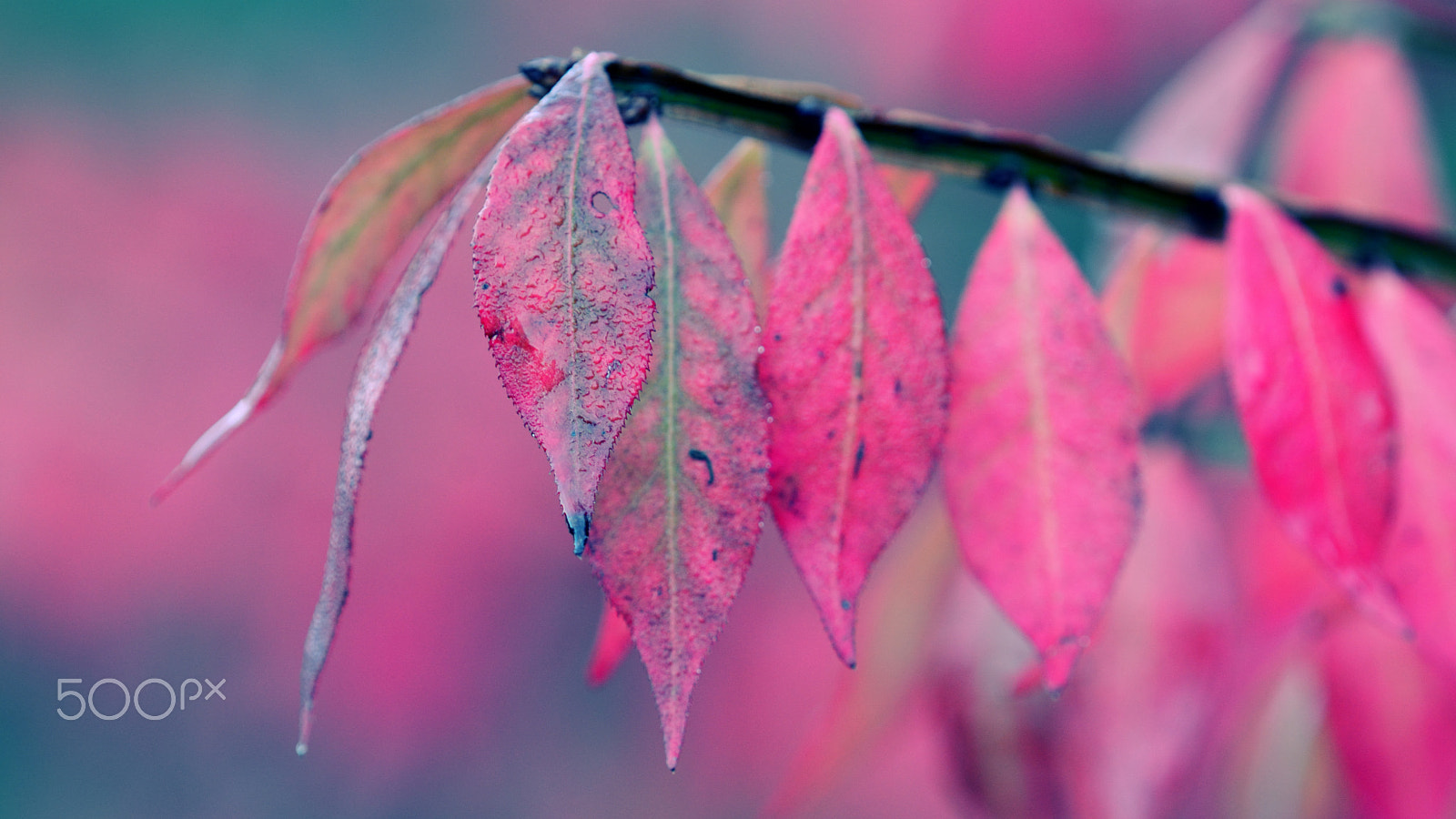 Nikon D7100 + Nikon AF Micro-Nikkor 200mm F4D ED-IF sample photo. Burning bush photography