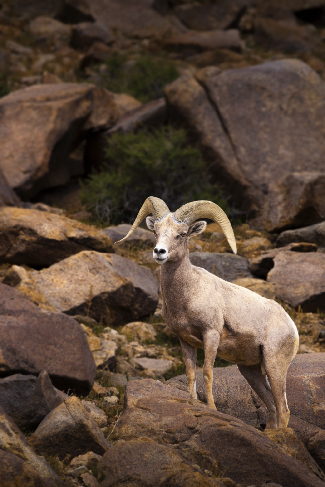 150-600mm F5-6.3 DG OS HSM | Contemporary 015 sample photo. Single big horn sheep ram portrait photography