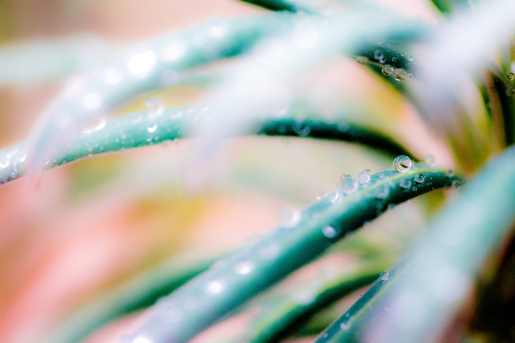 Canon EF 180mm F3.5L Macro USM sample photo. Drop of water photography