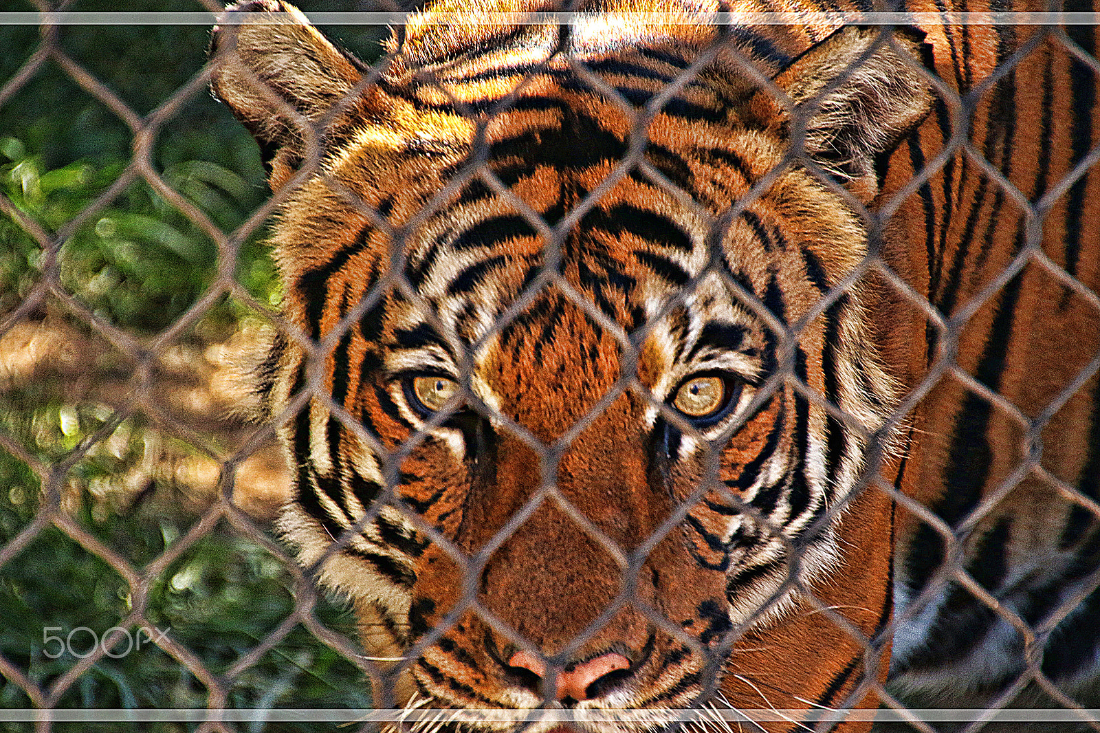Canon EOS 7D Mark II + Tamron 18-270mm F3.5-6.3 Di II VC PZD sample photo. Sharpness in the eyes of a tiger photography