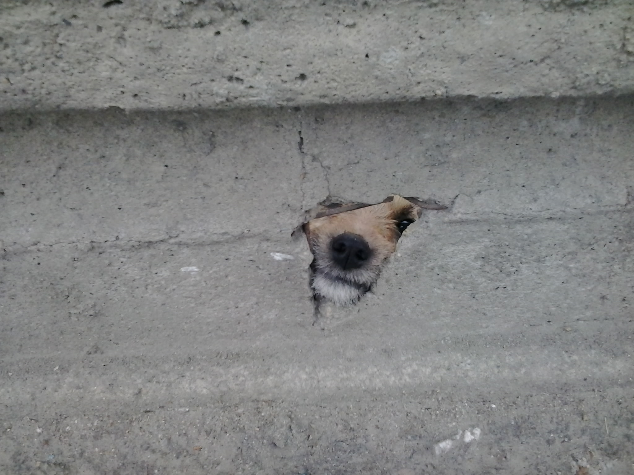 Samsung Galaxy Y Duos sample photo. Bonjour photography