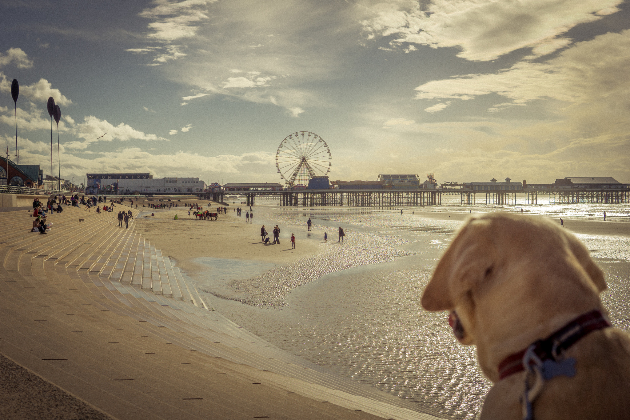 Sony a5100 sample photo. Obi surverying his beach photography