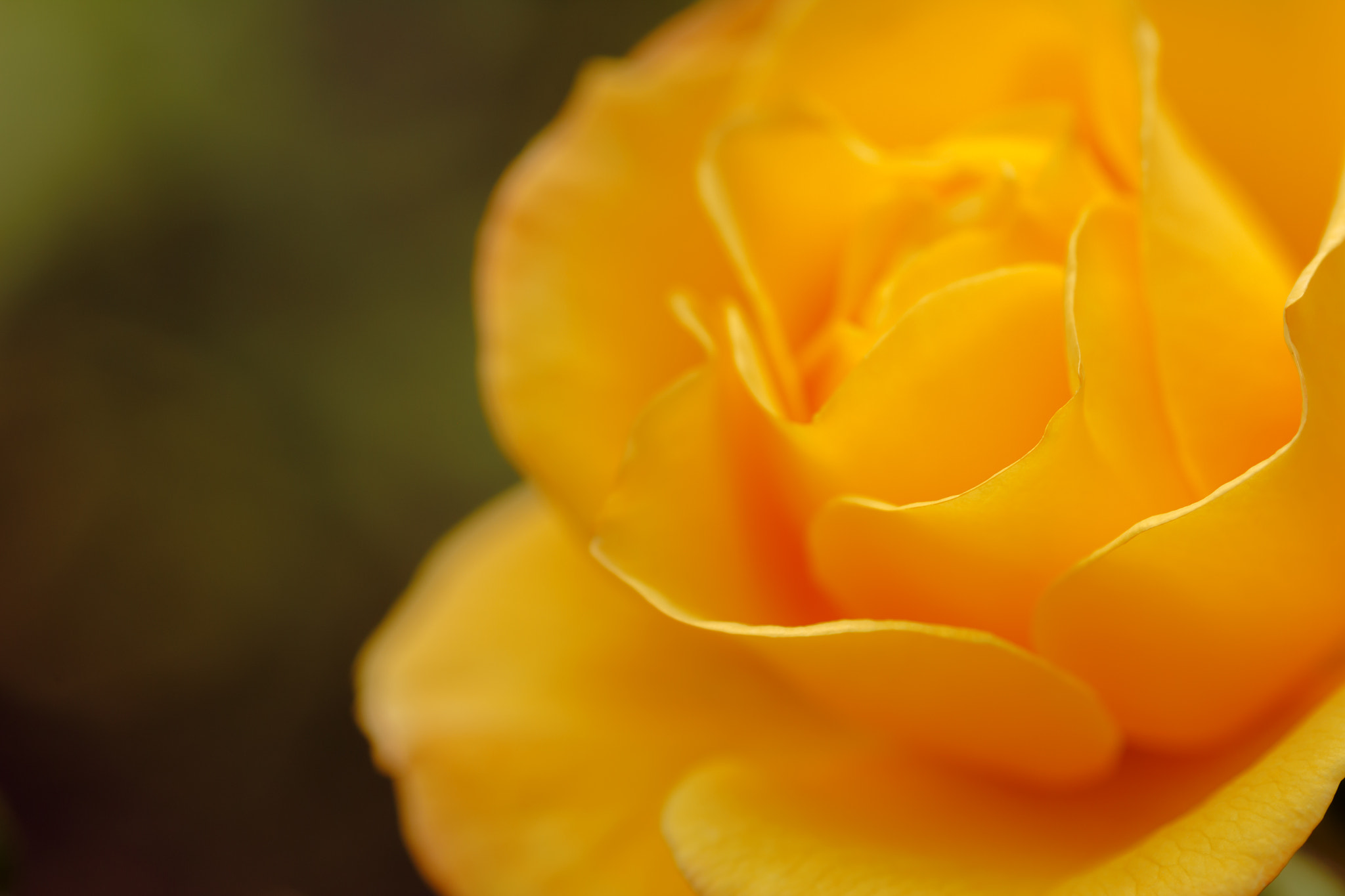 Canon EOS 60D + Sigma 105mm F2.8 EX DG Macro sample photo. Floral photography