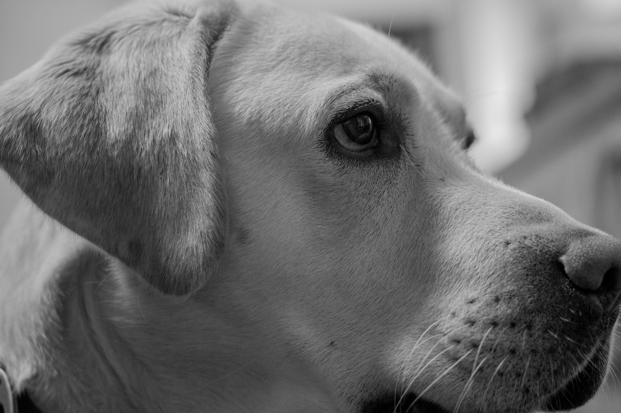 Sony a5100 + E 50mm F1.8 OSS sample photo. Obi patience photography
