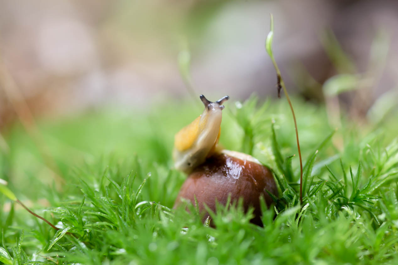 Canon EOS 60D + Sigma 105mm F2.8 EX DG Macro sample photo. Little snail explores the world photography