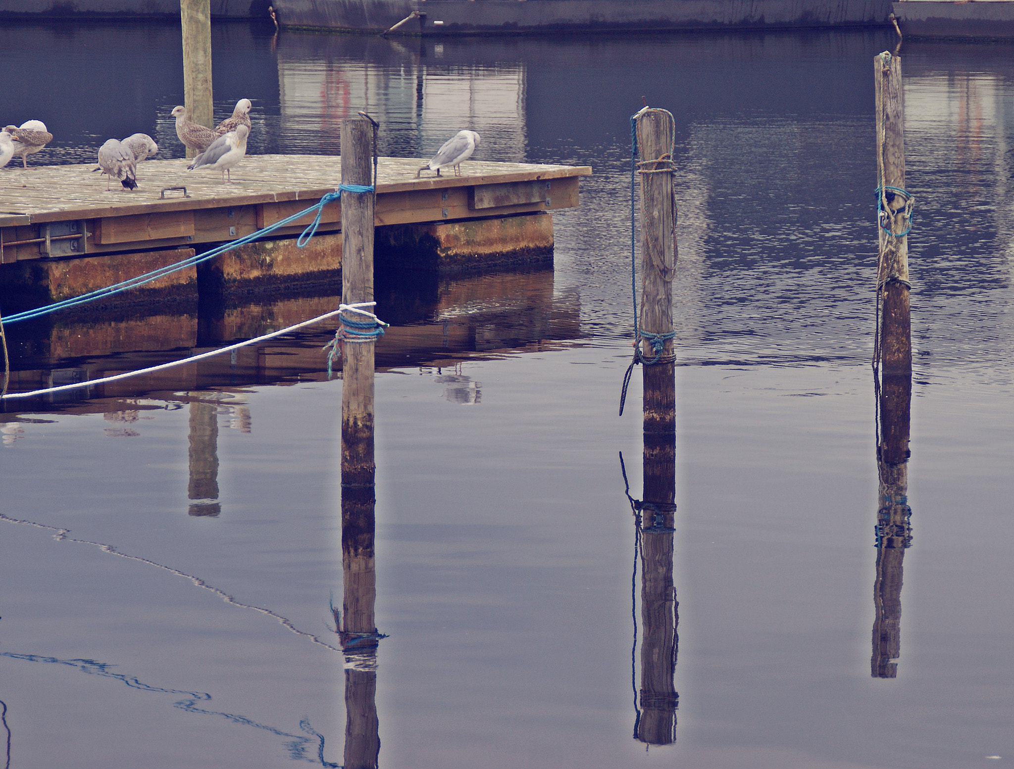 Sony Alpha DSLR-A290 sample photo. I i ! i photography