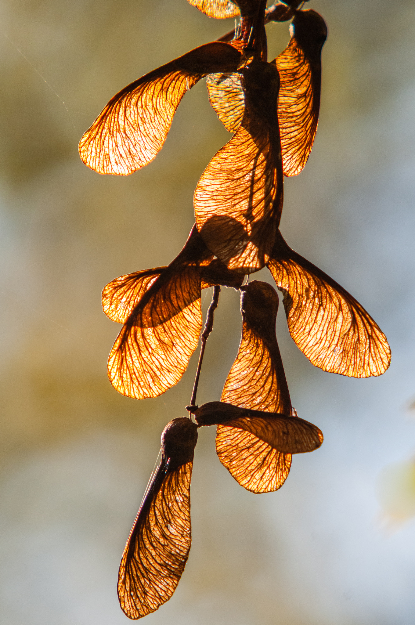 Sigma APO 100-300mm F4 EX IF HSM + 1.4x sample photo. Illuminated seed photography