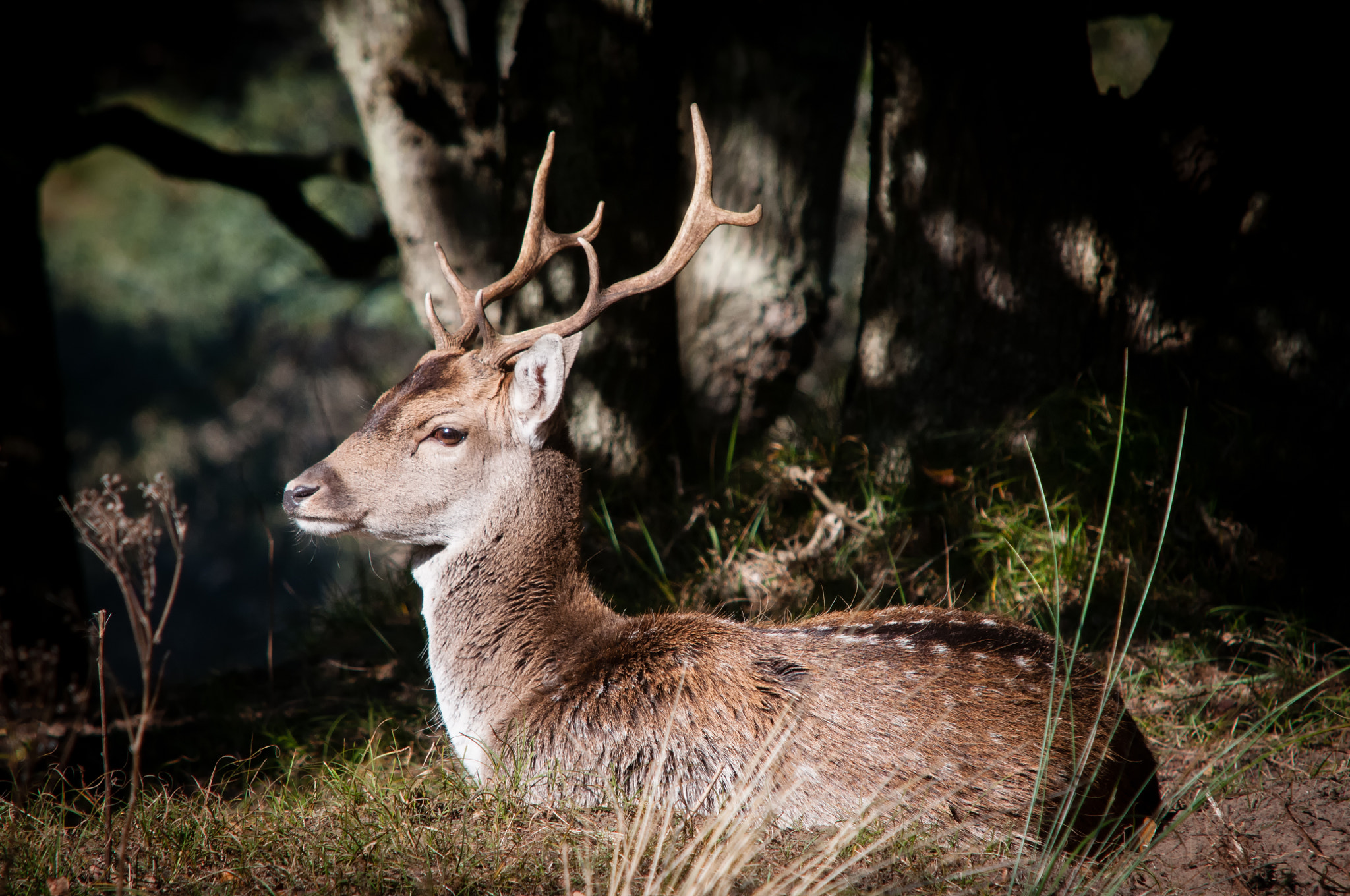 Sigma APO 100-300mm F4 EX IF HSM + 1.4x sample photo. Male deer photography