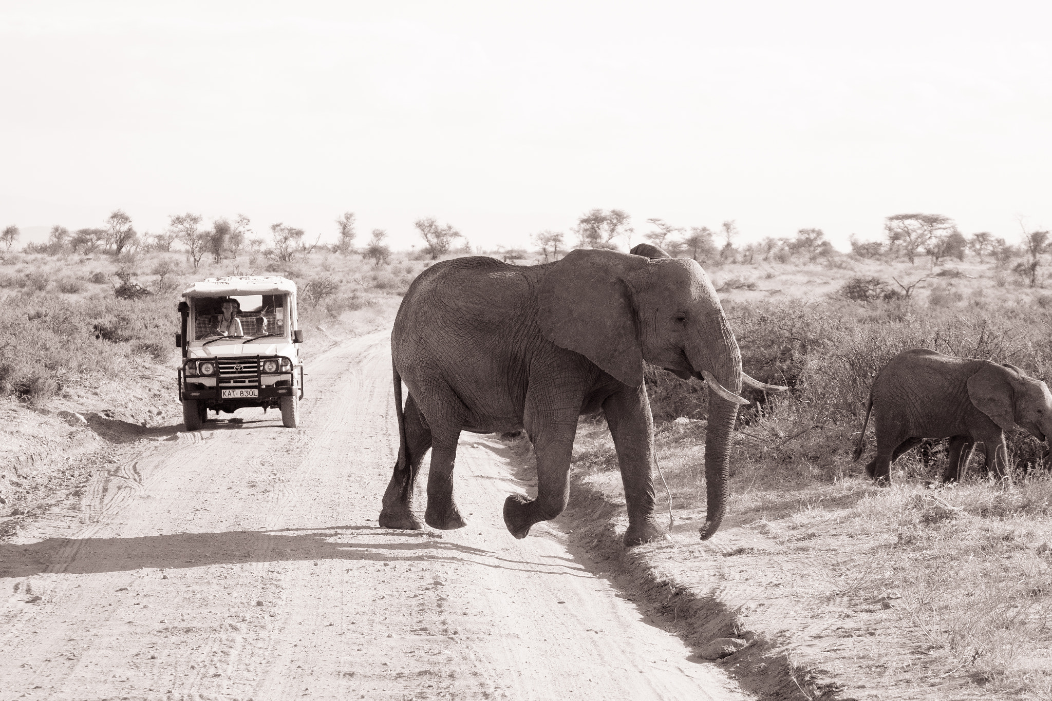 Canon EOS 70D + Sigma 50-500mm F4.5-6.3 DG OS HSM sample photo. Elephant on the road photography