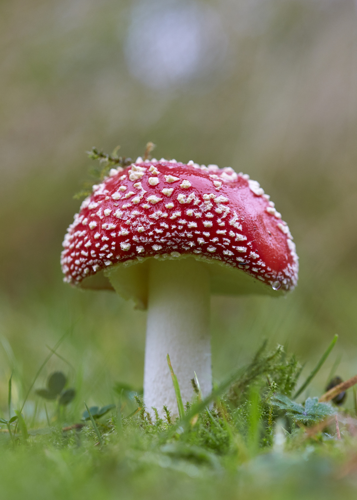 Sigma 105mm F2.8 EX DG OS HSM sample photo. Amanita mushroom photography