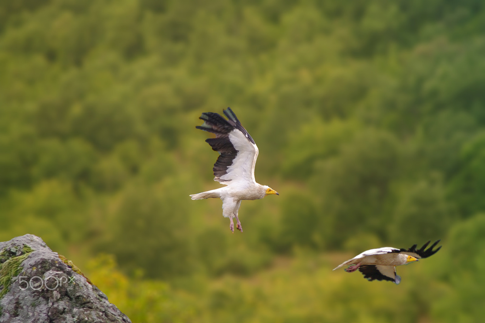 Tamron AF 70-300mm F4-5.6 Di LD Macro sample photo. Neophron photography