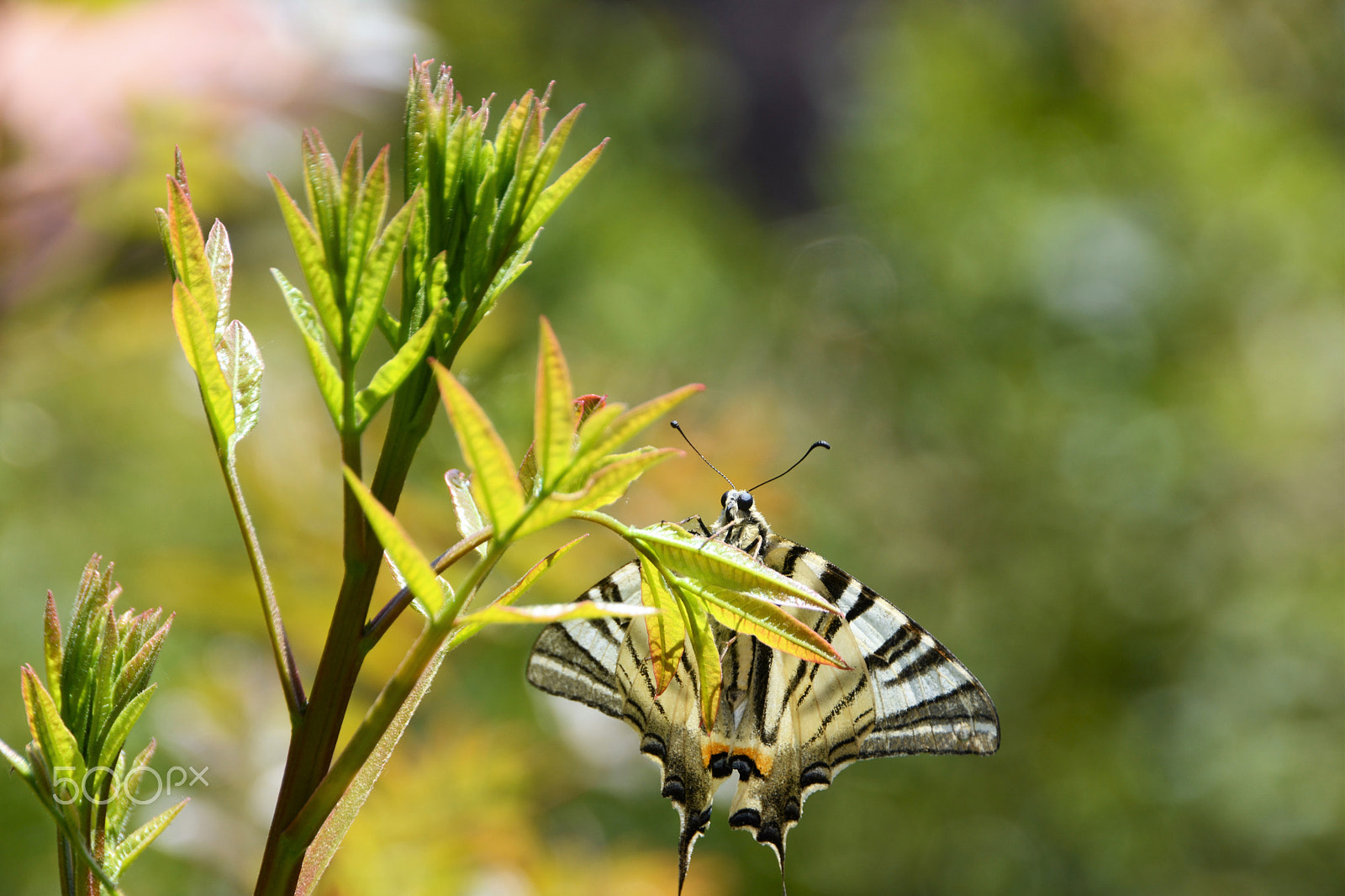 Nikon D5200 + Sigma 18-250mm F3.5-6.3 DC OS HSM sample photo. Butterfly at lago di garda photography