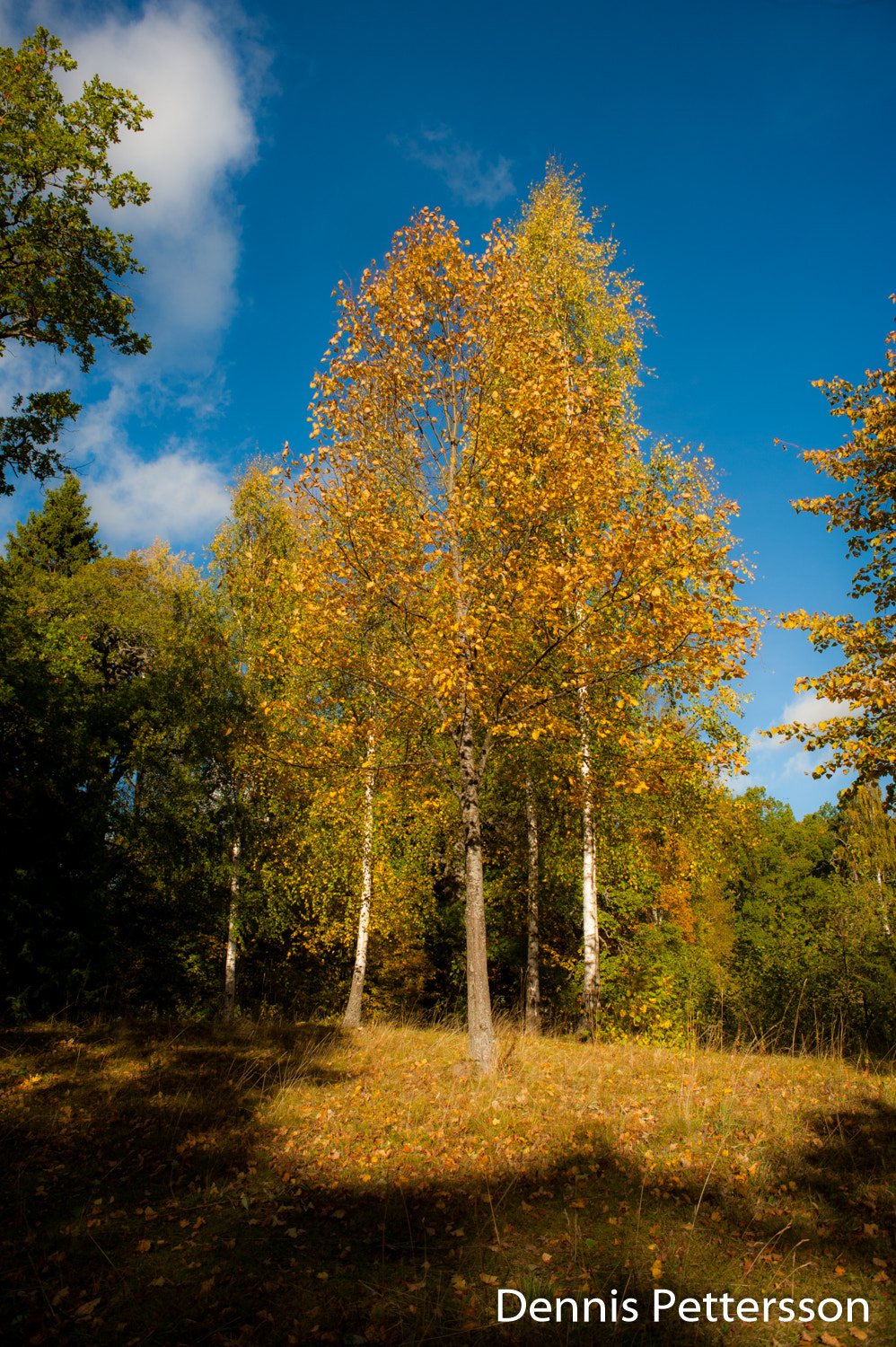 Sigma 24-70mm F3.5-5.6 Aspherical HF sample photo. Dsc photography