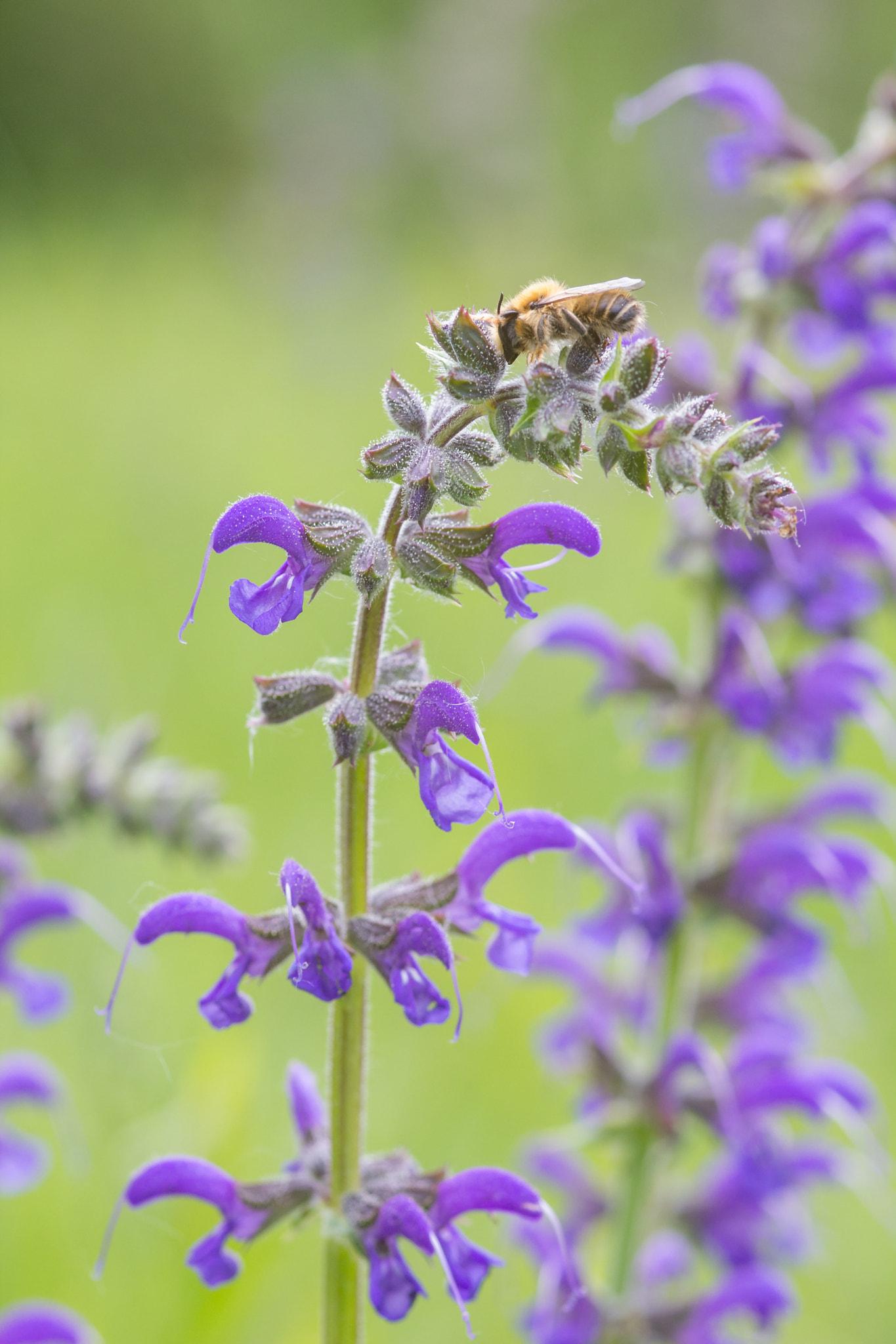 Canon EOS 60D + Sigma 105mm F2.8 EX DG Macro sample photo. Sleeping bee photography