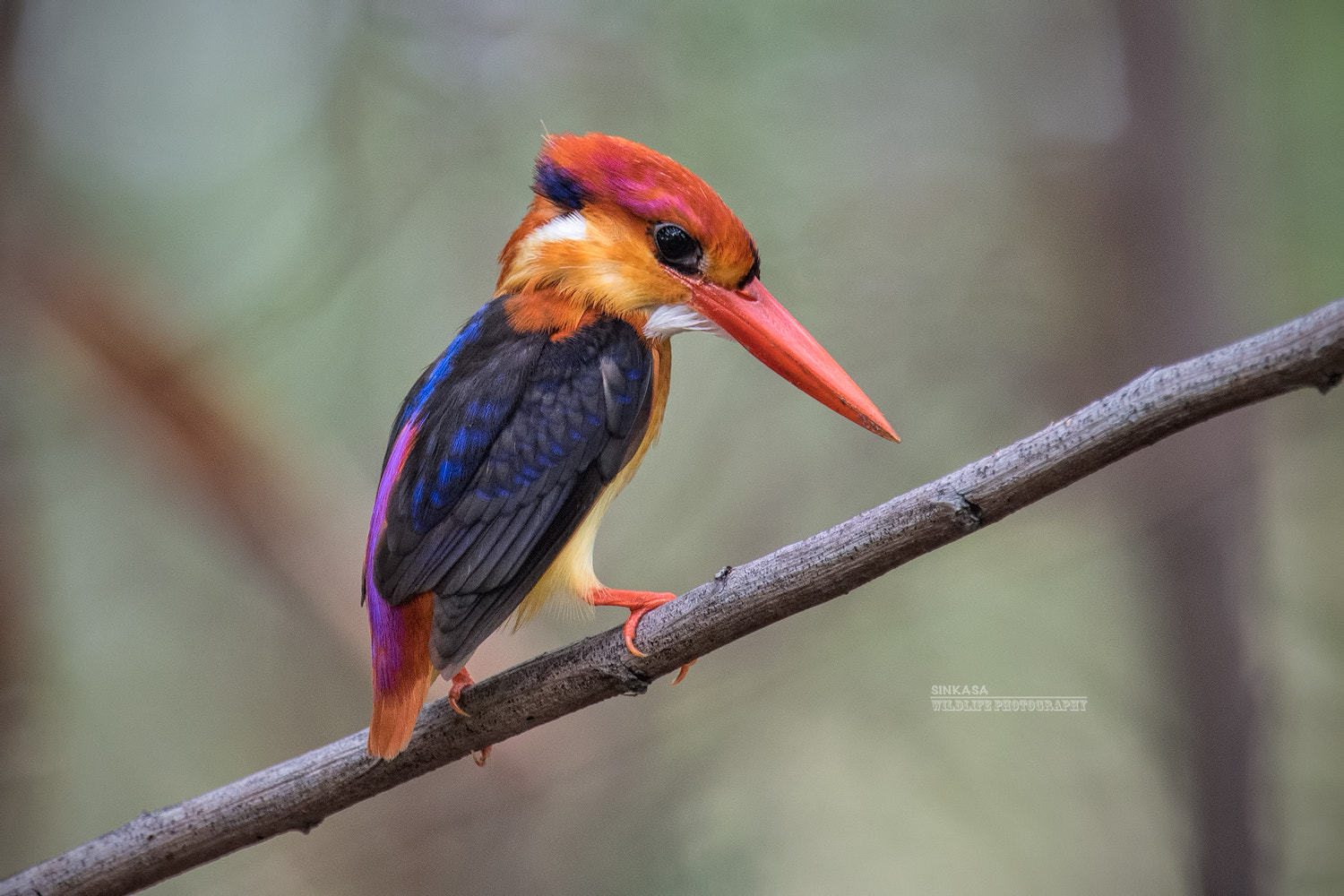 Nikon Nikkor AF-S 300mm F4E PF ED VR sample photo. Black backed king fisher photography