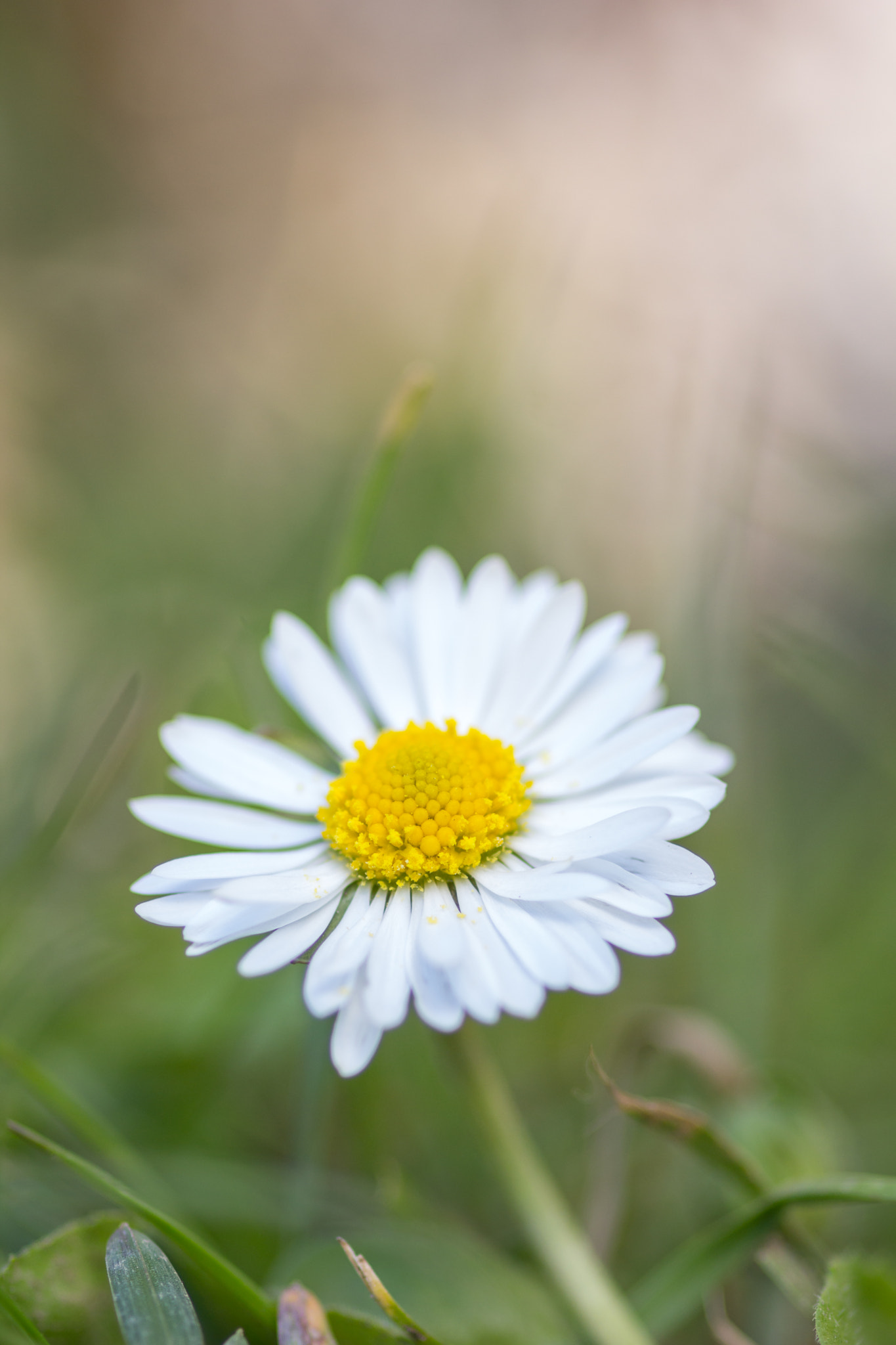 Canon EOS 60D + Sigma 105mm F2.8 EX DG Macro sample photo. In the morning photography