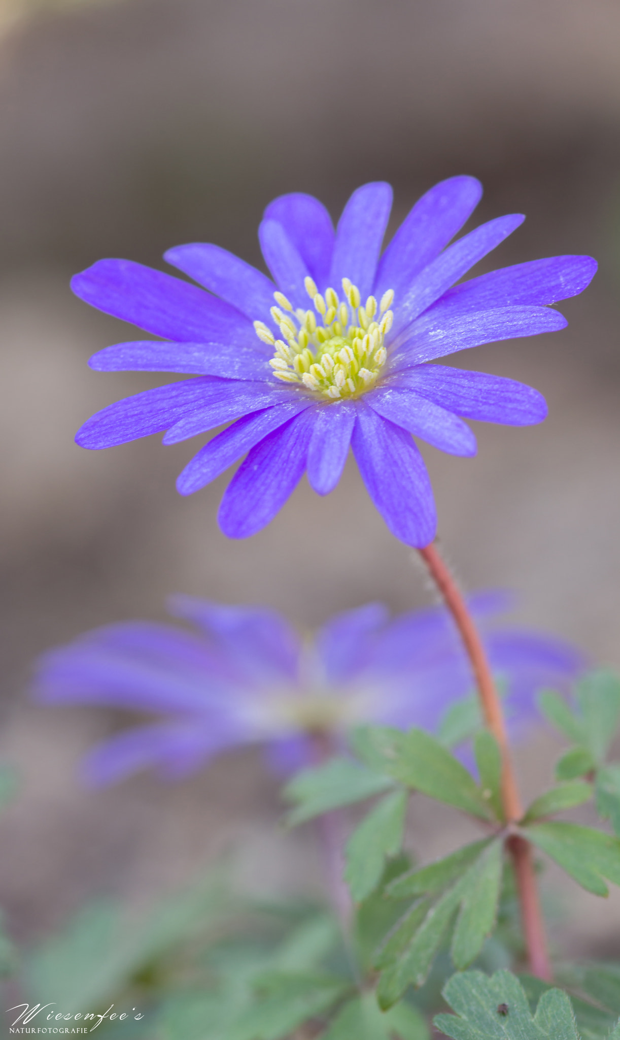 Canon EOS 60D + Sigma 105mm F2.8 EX DG Macro sample photo. Purple dream photography