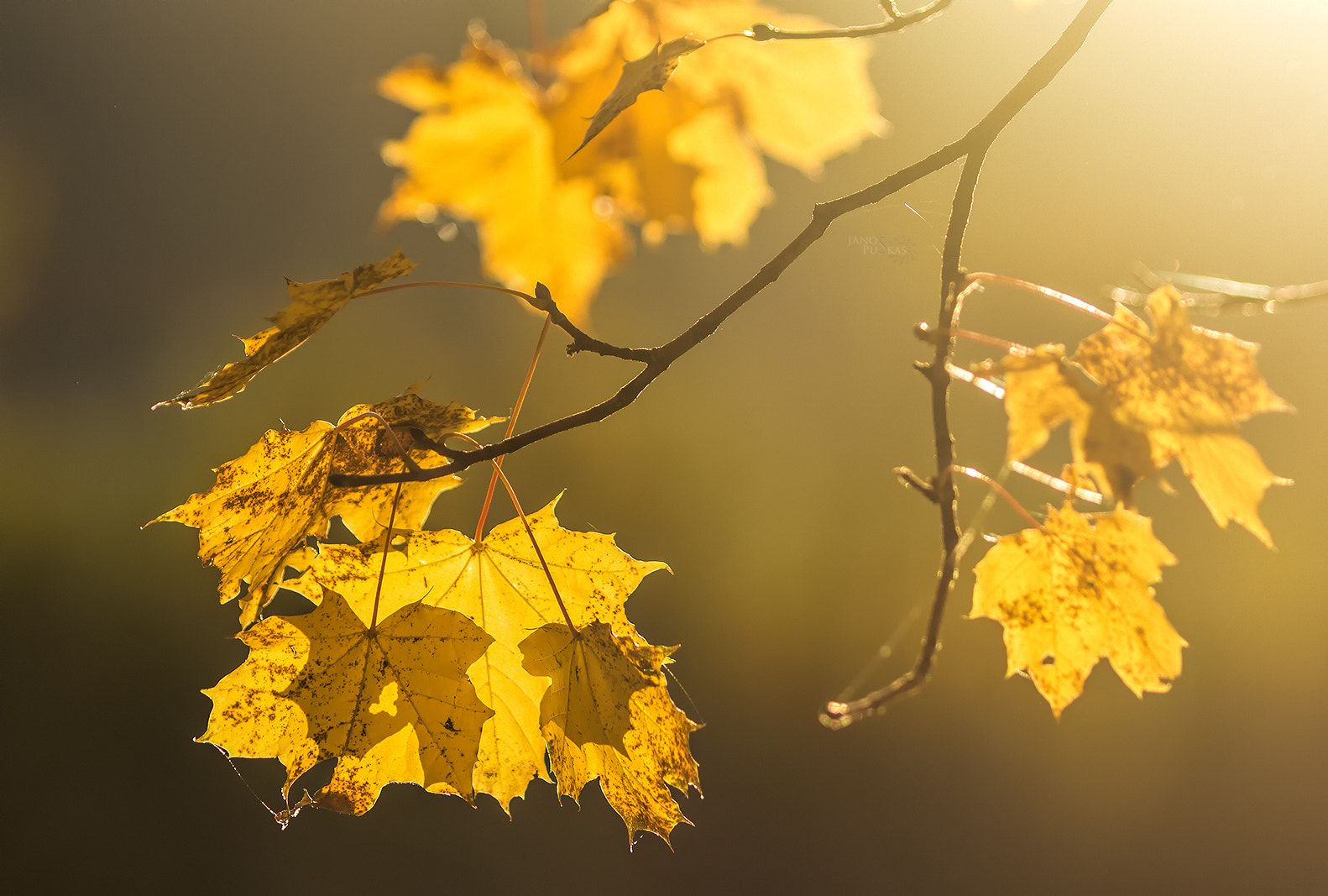 Canon EOS 650D (EOS Rebel T4i / EOS Kiss X6i) + Canon EF 80-200mm f/2.8L sample photo. Autumn backlight photography