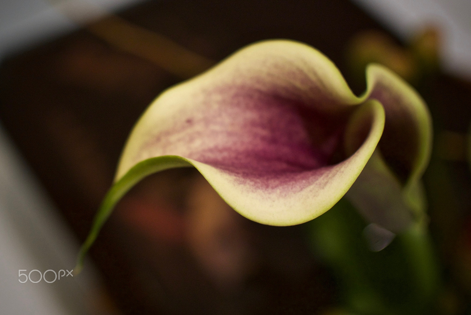 Nikon 1 J2 + Nikon 1 Nikkor 18.5mm F1.8 sample photo. Fluid photography