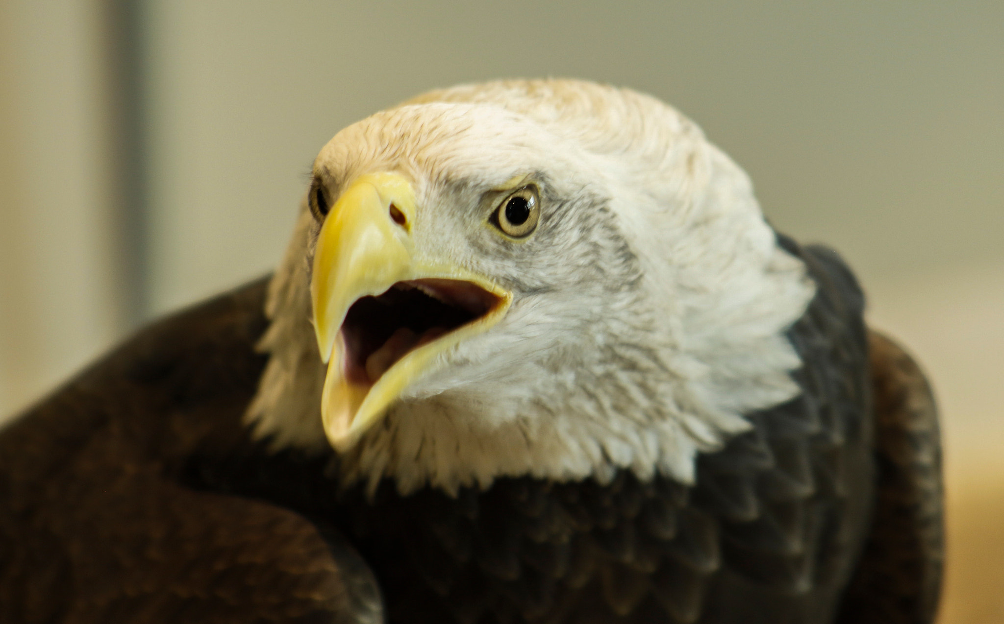 EF75-300mm f/4-5.6 sample photo. Hungry eagle photography