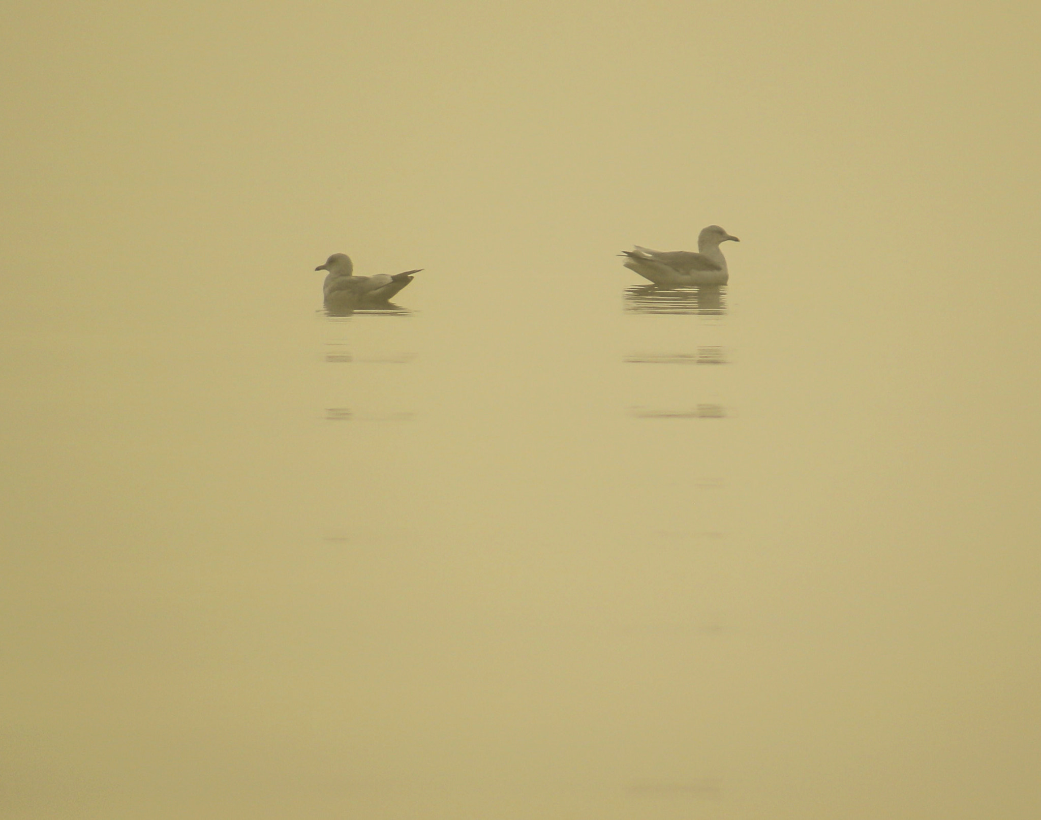 Canon EOS 7D Mark II + EF75-300mm f/4-5.6 sample photo. Birds in fog photography