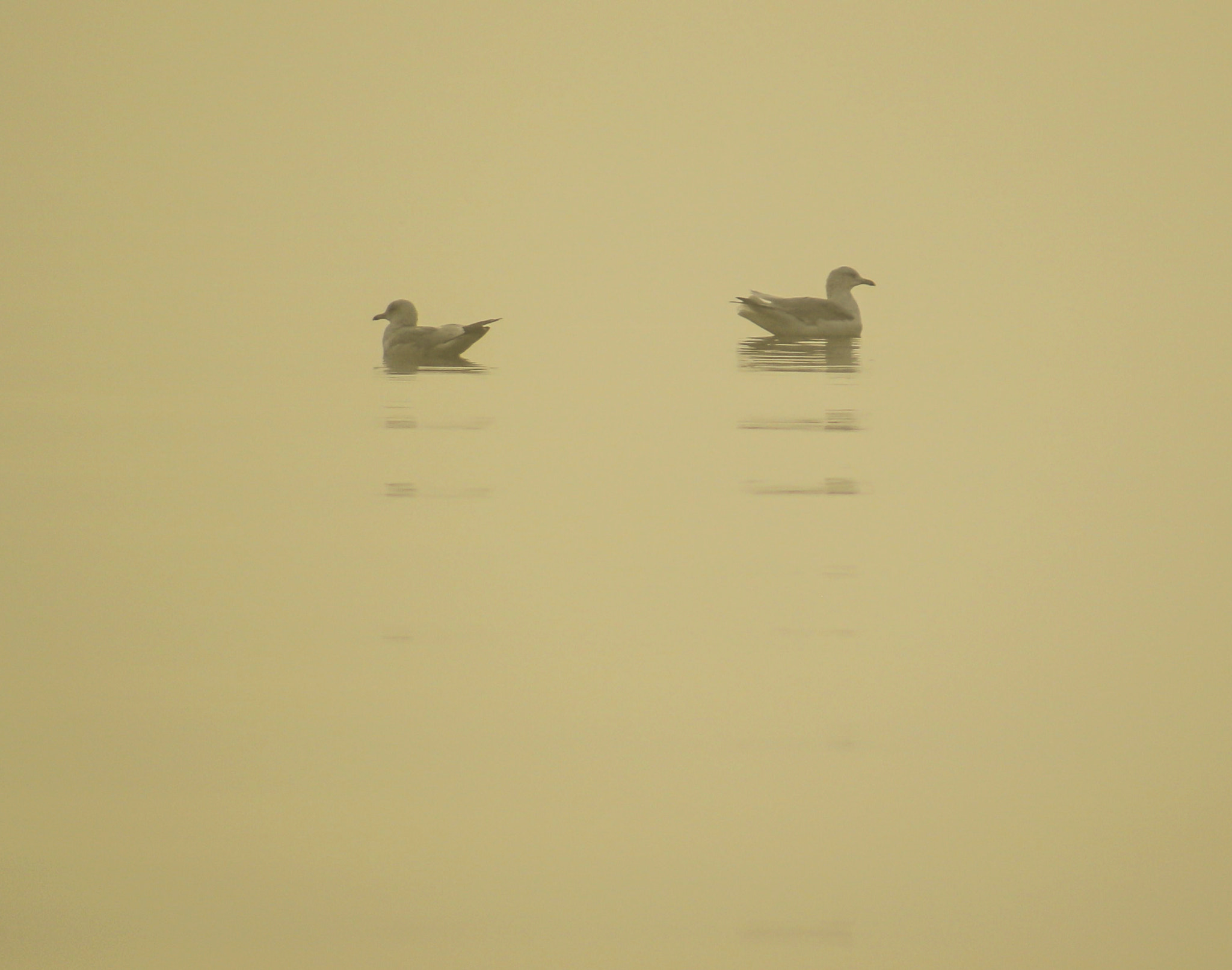 EF75-300mm f/4-5.6 sample photo. Birds in fog photography