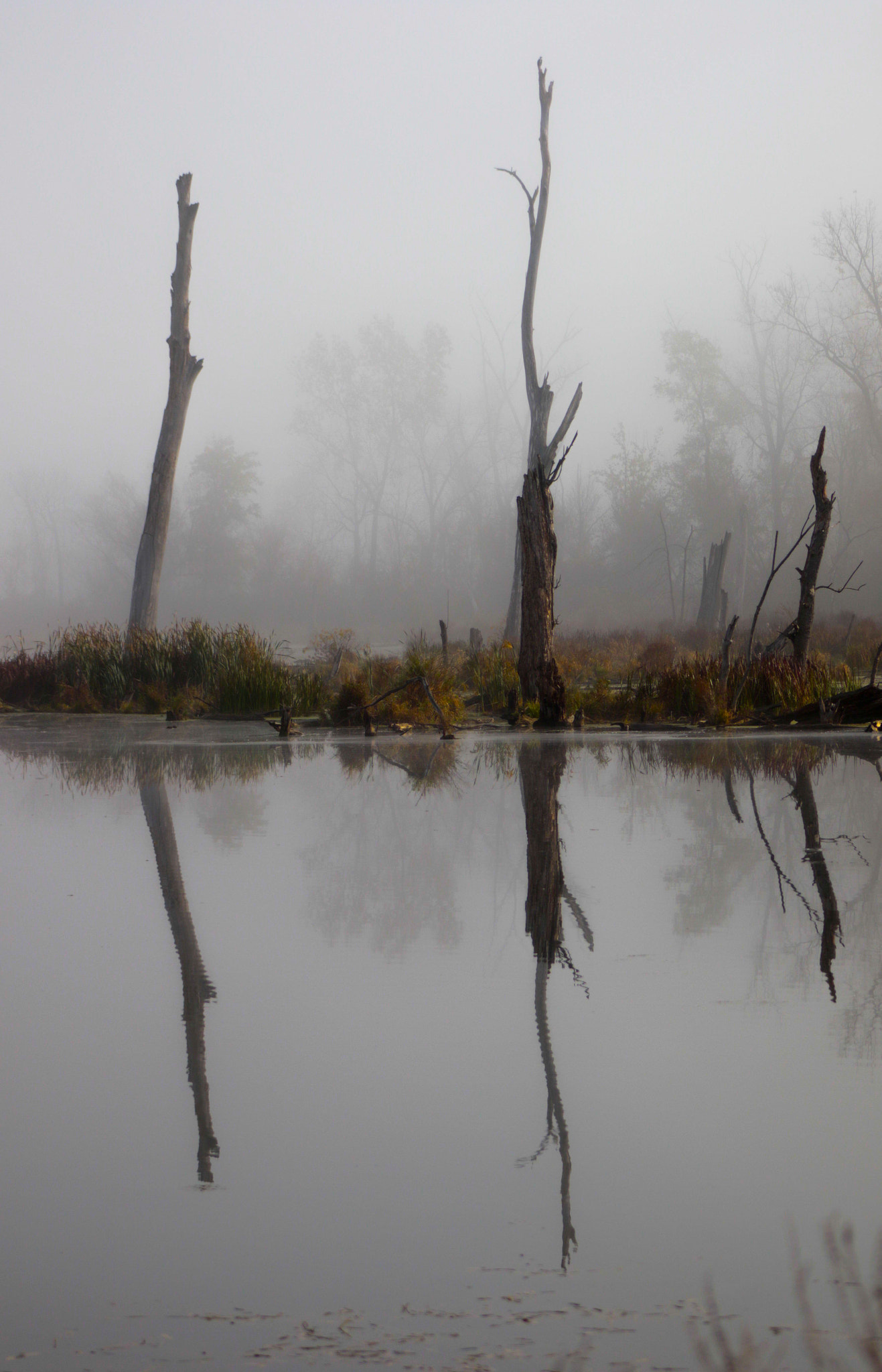 EF75-300mm f/4-5.6 sample photo. Strange trees photography