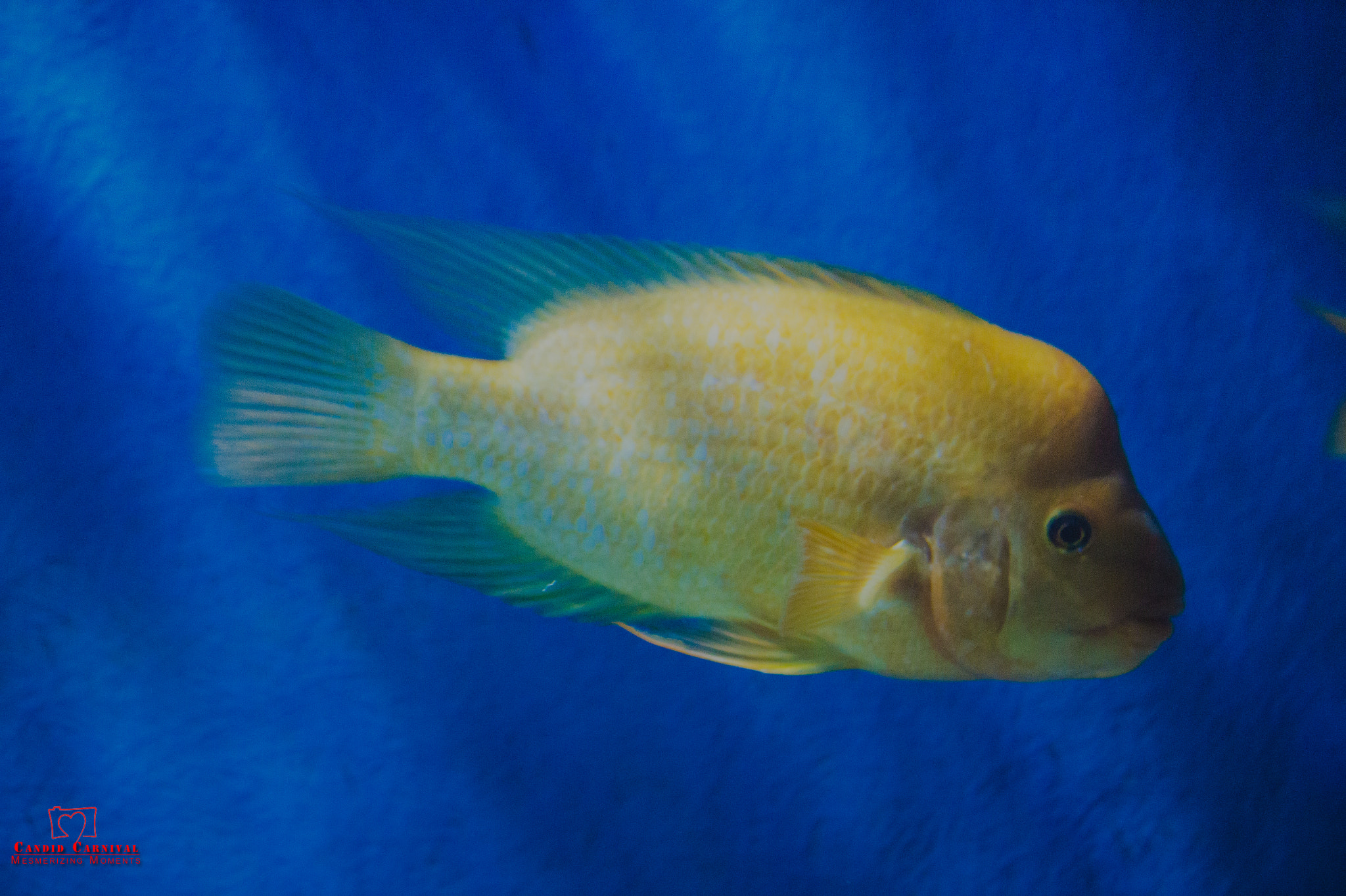Canon EOS 100D (EOS Rebel SL1 / EOS Kiss X7) sample photo. Underwater photography