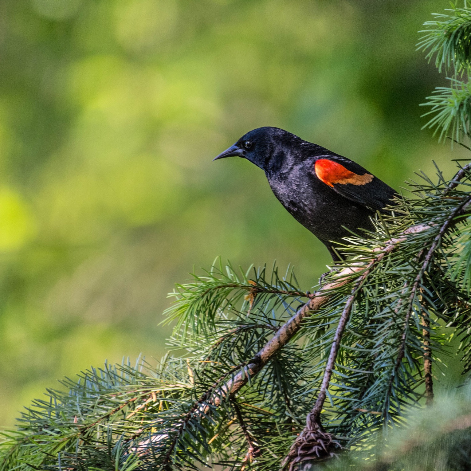 Nikon AF-S Nikkor 200-500mm F5.6E ED VR sample photo. Red winged black bird :) photography