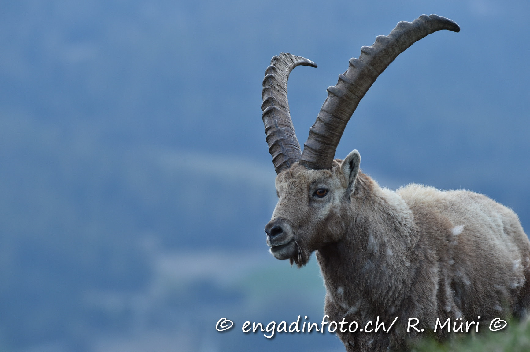 Nikon AF-S Nikkor 300mm F2.8G ED VR II sample photo. Steinböcke in pontresina photography