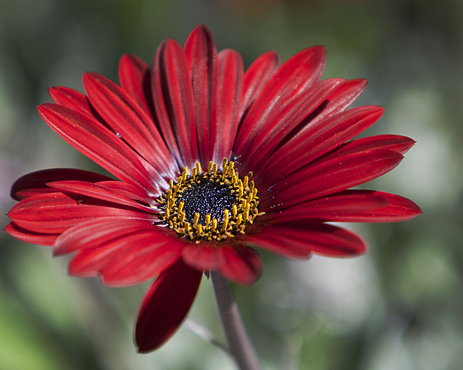 Canon EF 70-200mm F2.8L IS USM sample photo. Flower photography